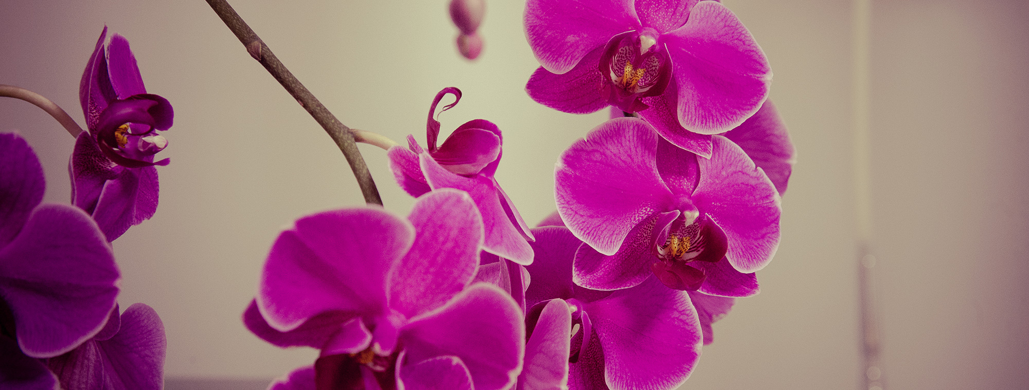 Kosmetik Kraemer | Willkommen - Slider : Innenausstattung Orchideen